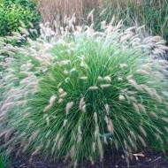 Саджанець Пенісетум лисохвостий в контейнері