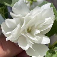 Саджанець Чубушник Snowbelle (жасмин декор.) в контейнері