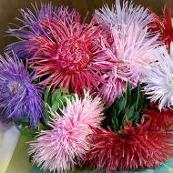 Айстра суміш Гольчаста за 0,3 г