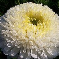 Айстра Супер принц (густомахрова) за 0,3 г