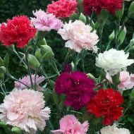 Гвоздика Гренадін суміш за 0,2 г