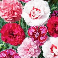 Гвоздика Периста суміш за 0,2 г