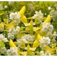 Саджанець Чубушник Aureus в контейнері