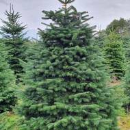 Саджанець Ялиця Нордмана в контейнері