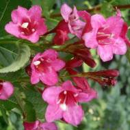 Саджанець Вейгела Rumba в контейнері