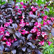 Саджанець Вейгела florida Minor Black в контейнері