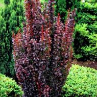 Саджанець Барбарис Хелмонд Піллар в контейнері