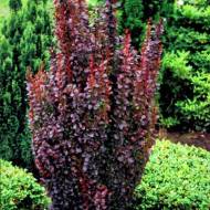 Саджанець Барбарис Хелмонд Піллар в контейнері