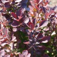 Саджанець Барбарис Хелмонд Піллар в контейнері