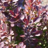 Саджанець Барбарис Хелмонд Піллар в контейнері