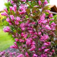 Саджанець Вейгела florida Victoria в контейнері