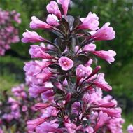 Саджанець Вейгела florida Nana purpurea в контейнері