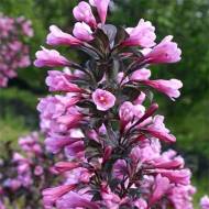 Саджанець Вейгела florida Nana purpurea в контейнері