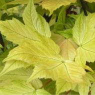 Саджанець Клен Prinz Hengery в контейнері