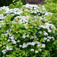 Саджанець Спірея березолиста Tor Gold в контейнері