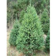 Саджанець Псевдотсуга Мензиса в контейнері