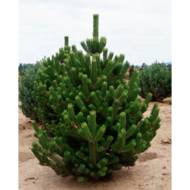 Саджанець Сосна nigra Oregon Green в контейнері