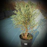 Саженец секвои гигантскойя плакучей в контейнере