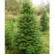 Саженец псевдотсуги Мензиса в контейнере