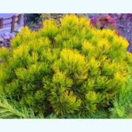 Саженец сосны горной Винтер Голд в контейнере