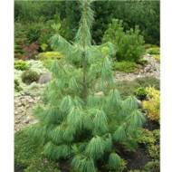 Саженец сосны Wallichiana в контейнере