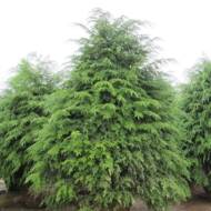 Саженец тсуги канадский в контейнере