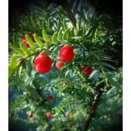 Саженец тиса ягодного baccata elegantisima в контейнере