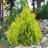 Саженец туи западной Sunkist в контейнере