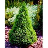 Саженец ели Glauca Conica в контейнере