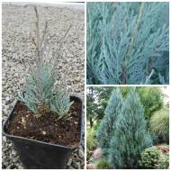 Саженец Ель можжевельника скального Moonglow в контейнере