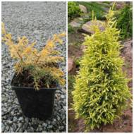 Саженец можжевельника обыкновенного Gold cone в контейнере