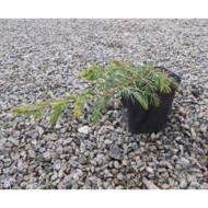 Саженец можжевельника прибрежного Schlager в контейнере