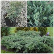 Саженец можжевельника виргинского Blue Cloud в контейнере