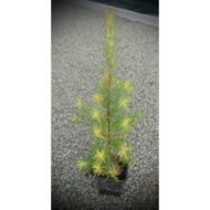 Саженец лиственницы Европейской в контейнере