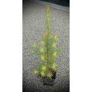 Саженец лиственницы Европейской в контейнере