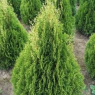 Саженец туи Изумруд Витбонт в контейнере
