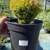 Саженец туи западной Анек в контейнере