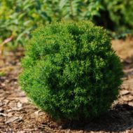 Саженец туи Тедди в контейнере