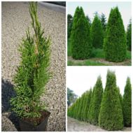 Саженец туи Изумруд в контейнере