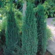 Саженец можжевельника обыкновенного Sentinel в контейнере