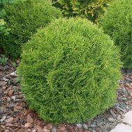 Саженец туи Даника в контейнере