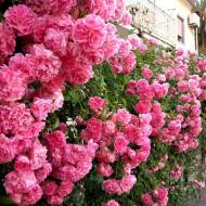 Роза плетистая Розовая жемчужина в контейнере