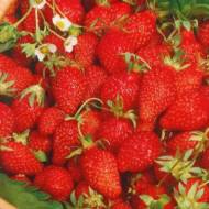 Семена земляники Барон Солемахер за 0,1 г