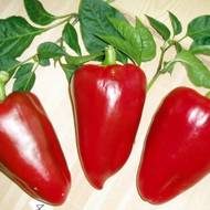 Перец Анастасия  за 0,3 г