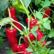 Перец сладкий Водолей