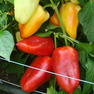 Перец Мерседес за 0,25 г