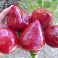 Перец сладкий Леся за 5 сем.