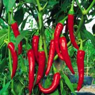 Перец острый Супер-Чили F1 за 0,2 г
