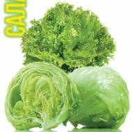 Салат Божоле (ботавиа) за 500 сем.