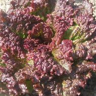 Салат Красный змей за 1 г